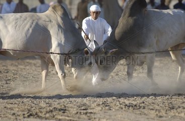 Fight of Oxs fujairah United Arab Emirates
