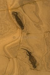 Fossile Amphibiendeutschland