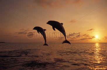 Bottlenose Dolphins jumping out of water at sunset Honduras