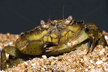 Porträt einer grünen Krabbe von Côtes-d'armor