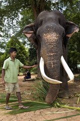 Slashed eyes Asian Elephant due bad treatment Sri Lanka