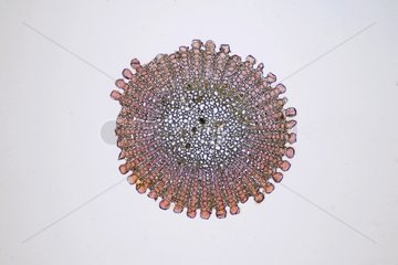 Transversal cut of an Edible sea urchin spine