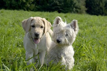 Young Labrador Bitch with an adult Westie France