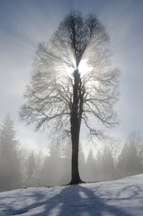Tree against the sun in winter Alpage Deramey Alps France