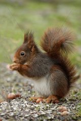 Red squirrel eating seeds Ardennes Belgium