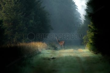 Red deer in a forest aisle Ardennes Belgium