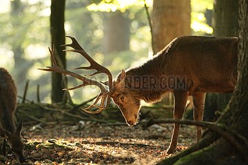 Male red deer in the undergrowth Bayerischer Wald Germany