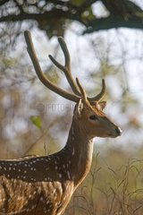 Portrait of a male Chital in the Gir NP in India