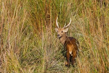 Male Hog Deer in Kaziranga NP in India