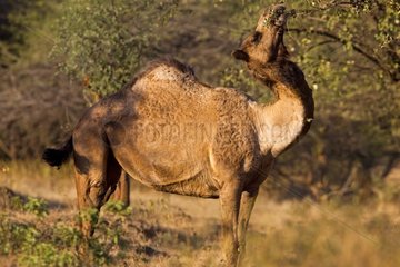 Camel grazing foliage in the Gir NP in India