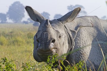 Portrait of Indian Rhinoceros in the Kaziranga NP in India