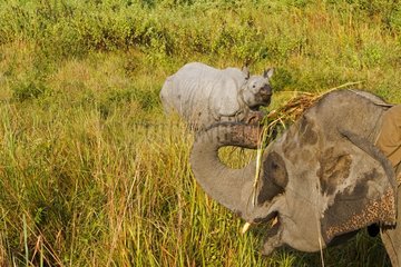 Indian Rhinoceros and Elephant in the Kaziranga NP in India