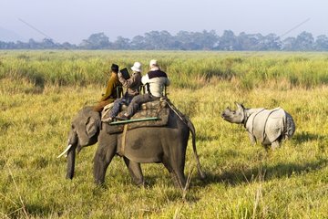 Indian Rhinoceros and Elephant in the Kaziranga NP in India