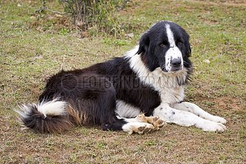 Domestic dog Bulgaria