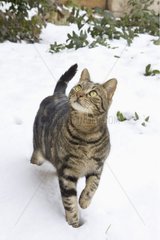 Europäische Katze  die im Schnee Frankreich spazieren geht