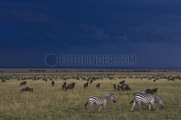 Wildebeests during annual migration and Zebras Masai Mara
