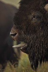 Bison männliche Vokalisierung während der Rut Wyoming USA