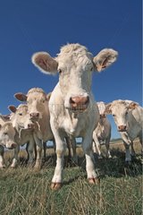 Genisse in der Vorausnahme von Charolais Frankreich vor der Rinderzucht