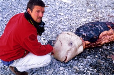Explorateur examinant un bélouga tué par les Inuits