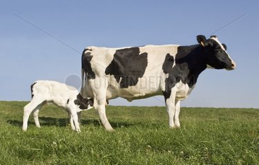 Holstein cow with her newborn calf in a meadow