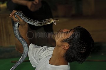 Snake Farm Mae Sa Chiang Mai Thailand