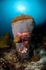 Encrusting corals and sponges Southeast coast of Bonaire