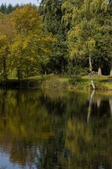 Pond In Morvan in autumn