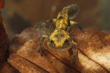Larva of speckled salamander under water Spain