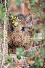 Young Wild boar hiding in vegetation Indre-et-Loire France