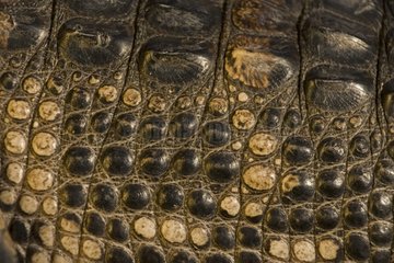 Detail der Skin Louisiana eines amerikanischen Alligators
