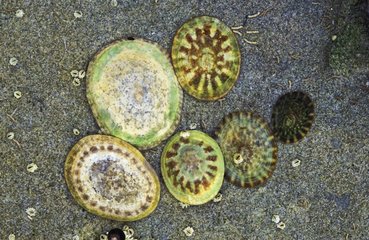 Limpets BC Canada
