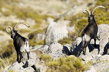 Male Spanish ibex in Sierra de Gredos Spain