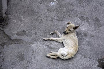 Starving Dog lying on a terrace Otavalo Ecuador