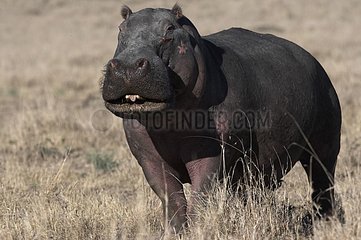 Hippopotamus in savanna Masaï Mara Kenya
