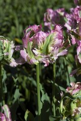 Tulipe perroquet 'Green wave'