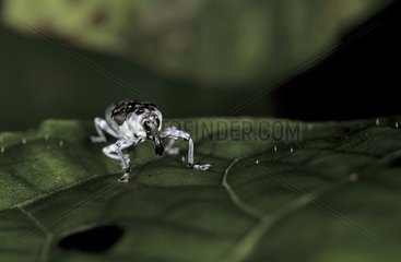 Weevil on a leaf Panama