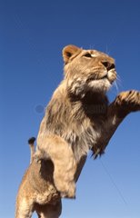 Lion sautant Rehabilitation Farm Namibie