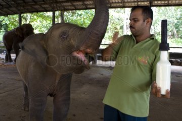 Fütterungsflasche Elefant Orphan Sri Lanka