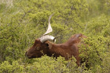 Chèvre du Rove mangeant des jeunes feuilles France