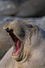 Eléphant de mer du nord femelle grognant Mexique