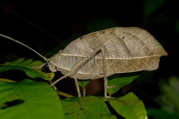 Leaf grasshopper at night French Guiana