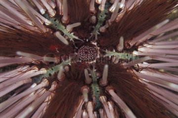 Sea Urchin Bali Indonesia