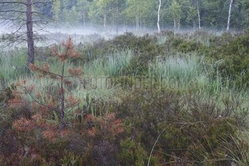 Vosges Torfland im Sommer mit charakteristischer Vegetation