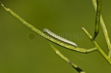 Orange Tip caterpillar on a twig - Denmark