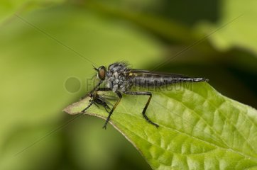 Robberfly female with pray on a leaf - Denmark