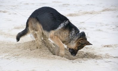 Deutscher Schäferhund graben ein Loch in den Sand Frankreich