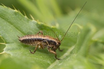 Dark Bush-cricket on a leaf - Denmark