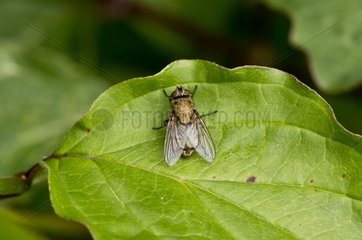 Cluster fly on a leaf - Denmark