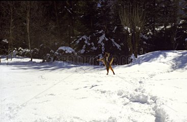 Abyssinian jumping to catch snowballs France
