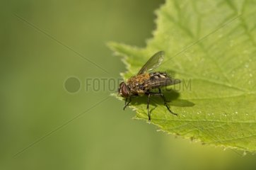 Cluster fly on a leaf - Denmark